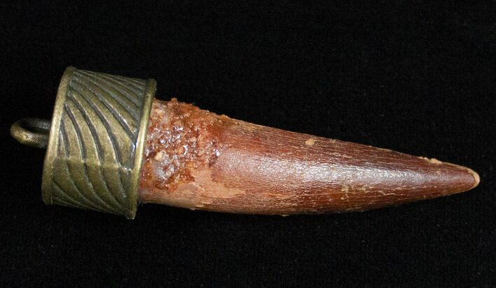 Real Spinosaurus Tooth Pendant - Dinosaur Tooth #11687